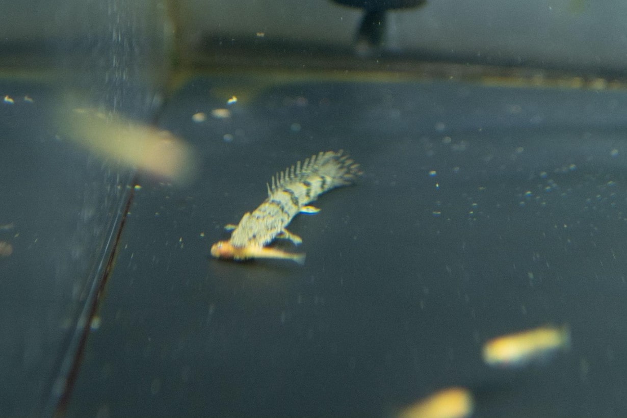 古代魚ポリプテルスの特徴と生態に迫る。あなたの愛魚が幸せな毎日を 