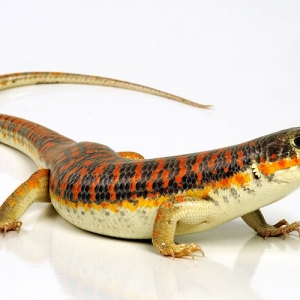 【スキンクの飼い方】初心者におすすめの種類と飼育アイテムを紹介！