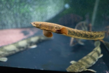 ザ・ポリプテルス : 恐竜魚の飼育と楽しみ方 51y14VvgWqL._AC_SY200_QL15_.jpg