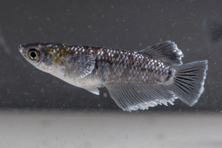 寒い冬をメダカたちと乗り切ろう！ 越冬方法の基本をおさらい