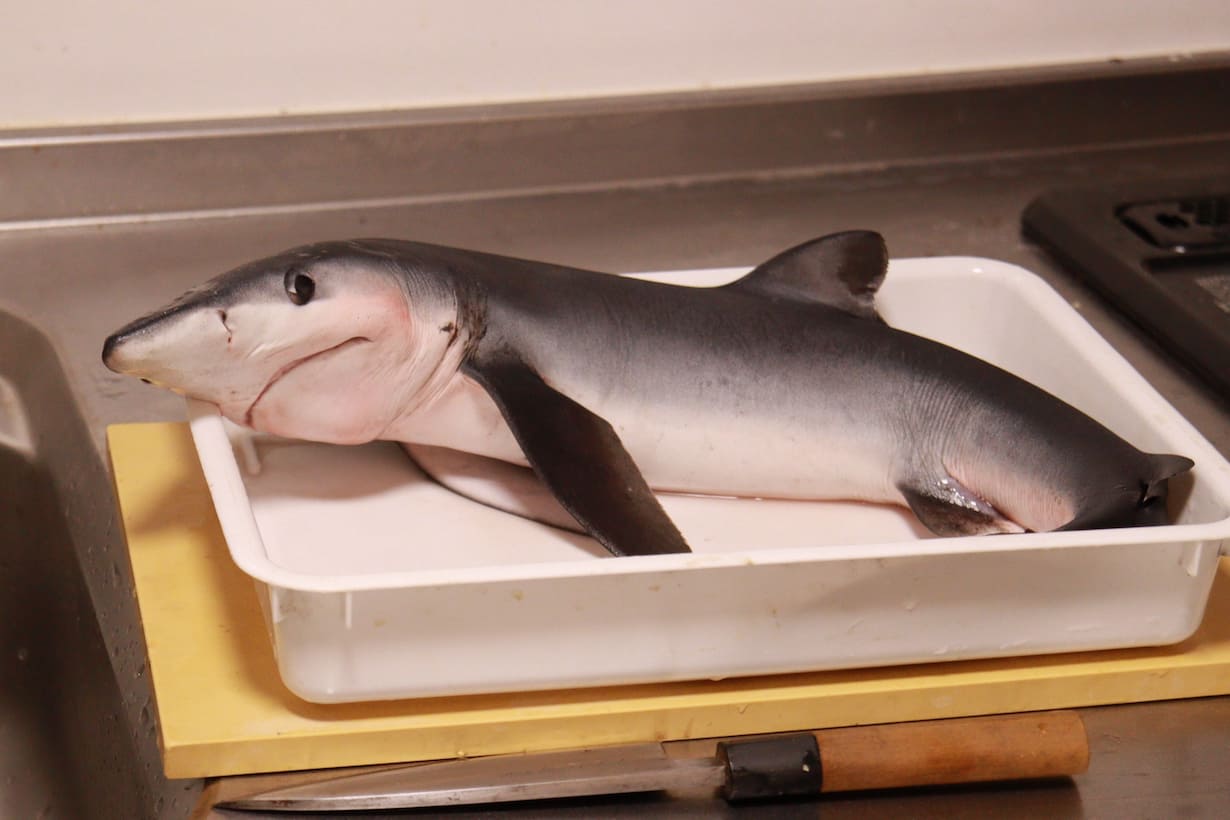 海の宴！ 骨格標本士が織りなすサメ定食 | となりのカインズさん