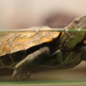 【ミズガメの飼い方】水槽サイズや飼育グッズなどを初心者向けに解説