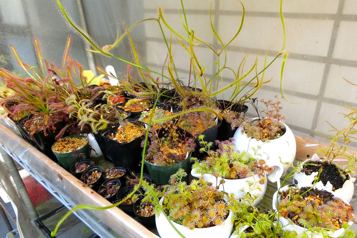 私の心を捕らえたハエトリソウ。食虫植物への愛を語る | となりの 