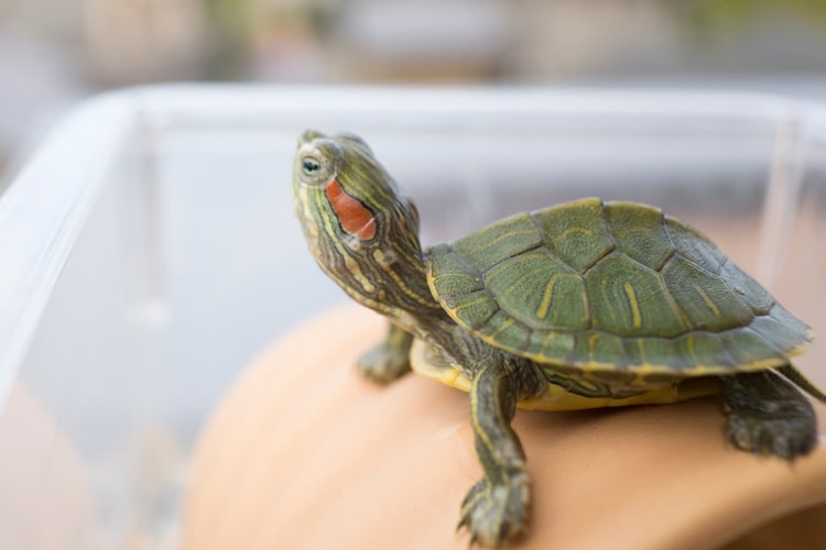 【みどりがめ】 ミドリガメ マグネット×ストラップ – ネイチャーテクニカラー公式