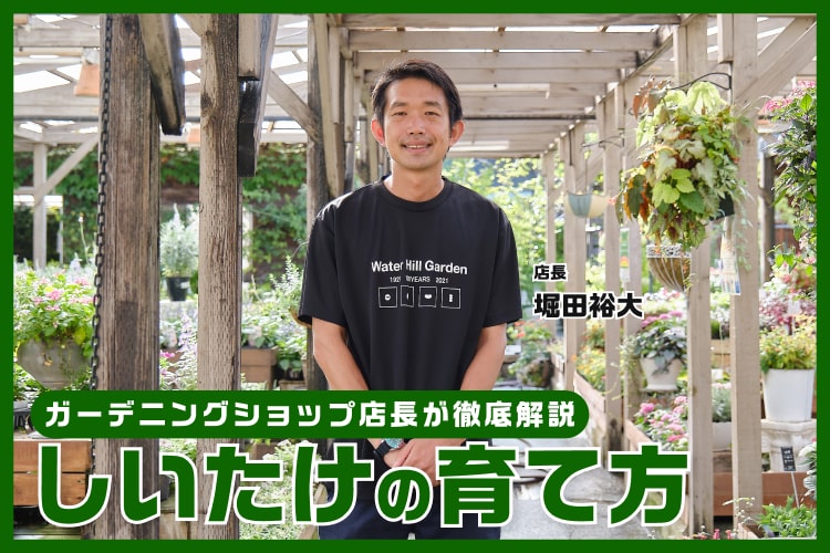 しいたけの育て方。栽培の注意点や収穫のコツを解説