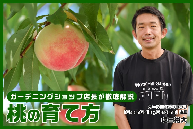 桃の育て方。栽培のコツや気をつけたい病害虫とは?