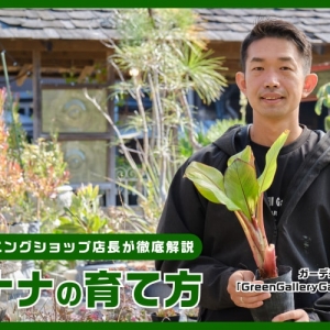 プルーンの育て方。栽培に適した土や肥料、剪定方法を解説