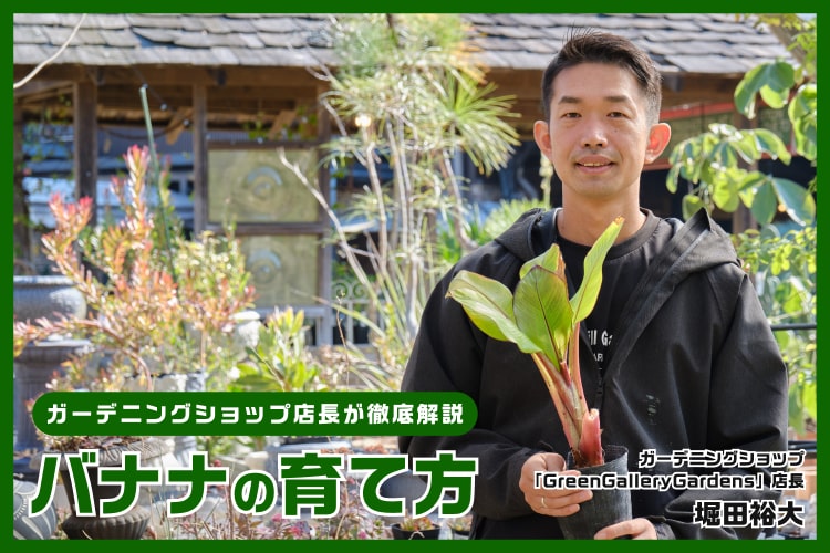 バナナの栽培方法。温度や肥料など栽培に適した条件とは？