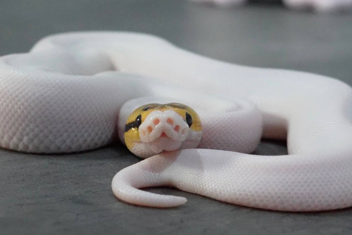 ボールパイソンの飼い方】生態や飼育に必要なものを専門家が解説 