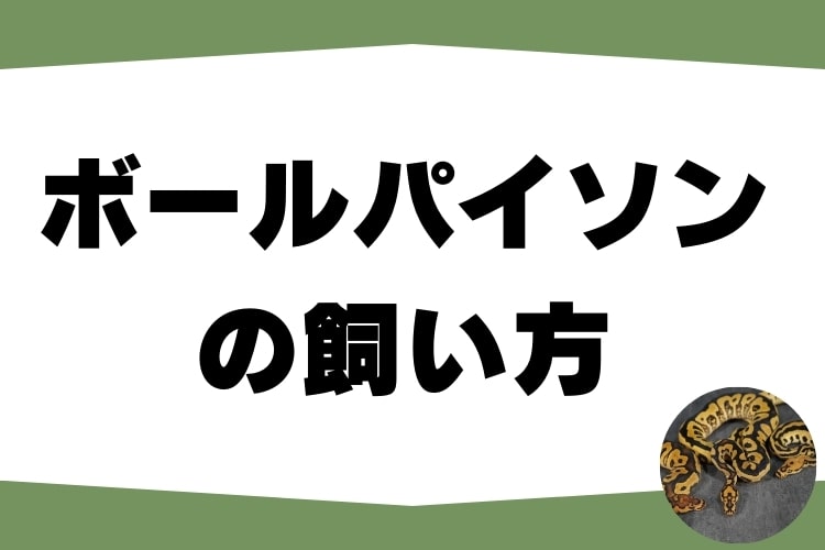 【ボールパイソンの飼い方】生態や飼育に必要なものを専門家が解説