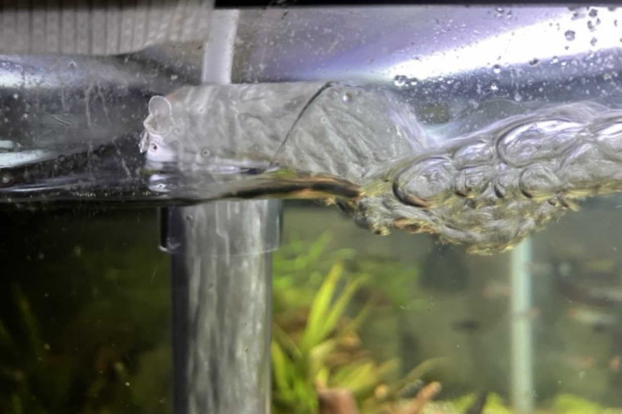 必見】小型魚飼育なら「底面式フィルター」がおすすめ。メダカから