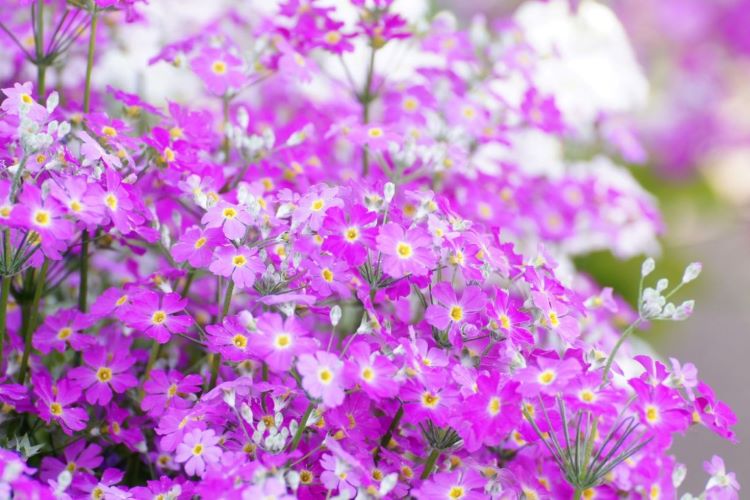 プリムラ・マラコイデスの育て方