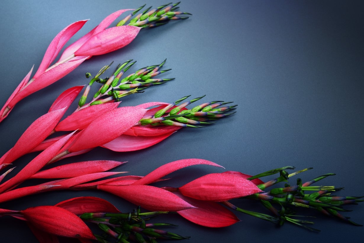 ビルベルギアの育て方 | となりのカインズさん