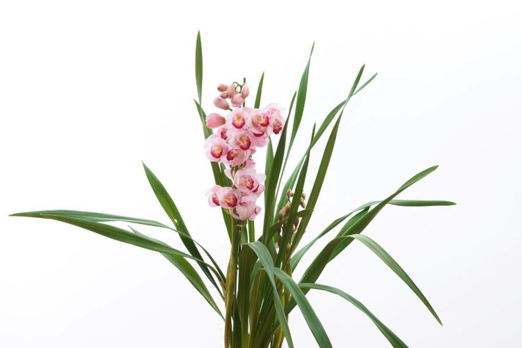 初心者にもおすすめの洋ラン5種と育て方