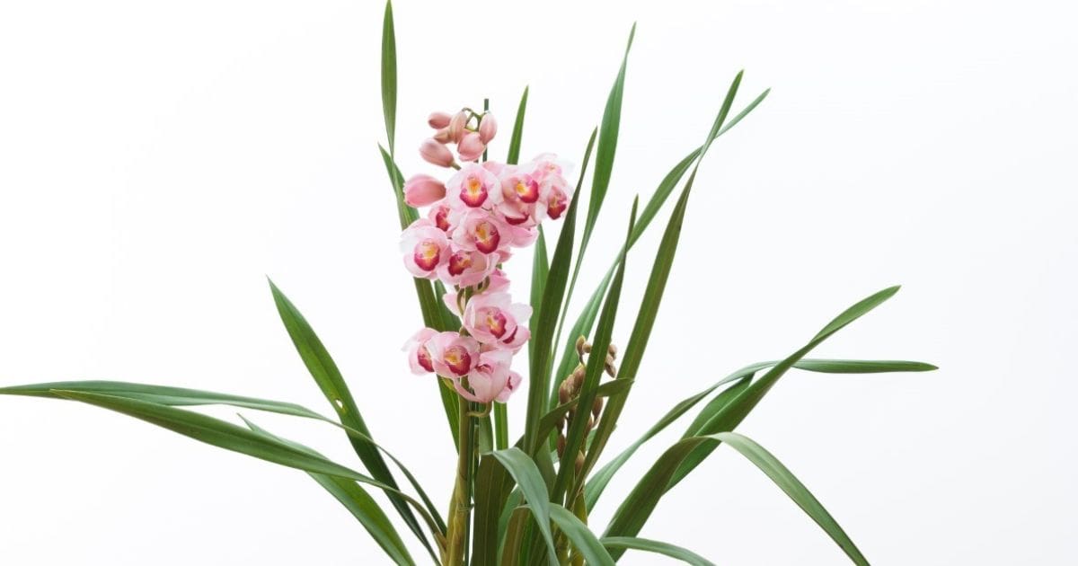 howto-grow-western-orchids_og-