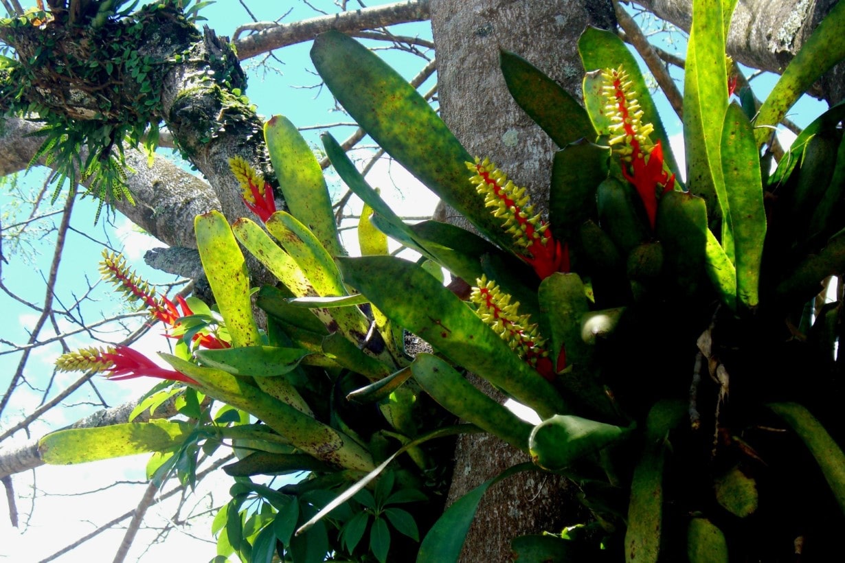 スタイリッシュで個性的な観葉植物。タンクブロメリアの仲間と育て方