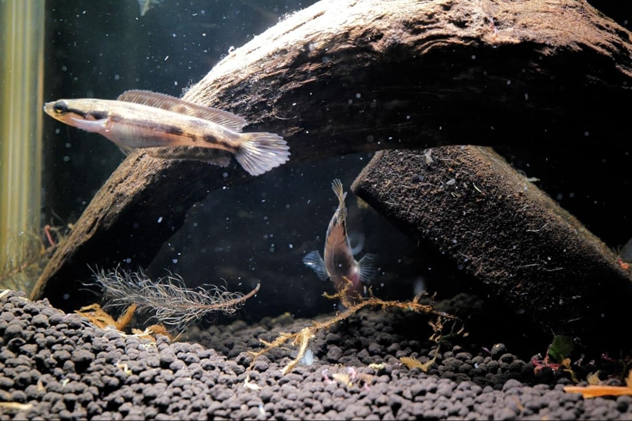 アーモンドスネークヘッド　約20センチ　AQUALIKE アーモンドスネークヘッド