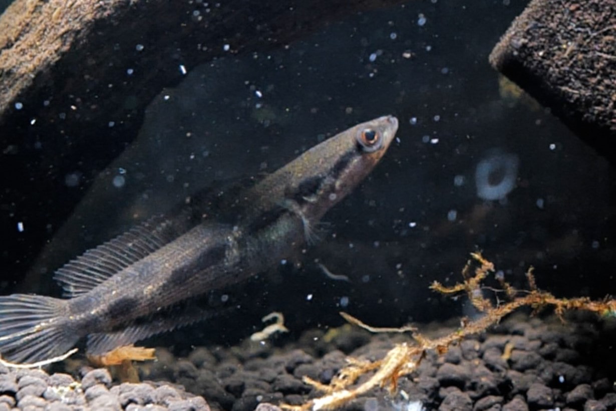 アーモンドスネークヘッド　約20センチ　AQUALIKE アーモンドスネークヘッド