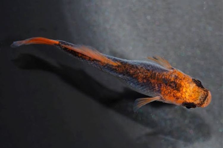 古き良きメダカの魅力。「来光メダカ」をはじめとする歴史的な品種の紹介