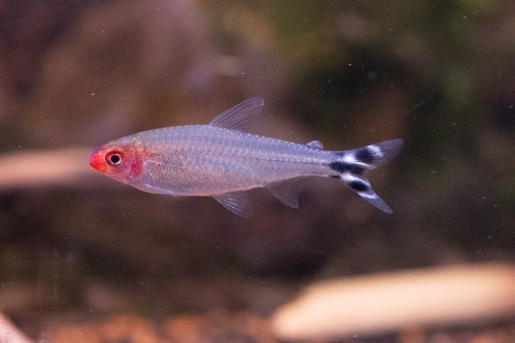 絶対、呑んでるよね!? 顔が真っ赤な愛らしい魚。ラミーノーズテトラの魅力