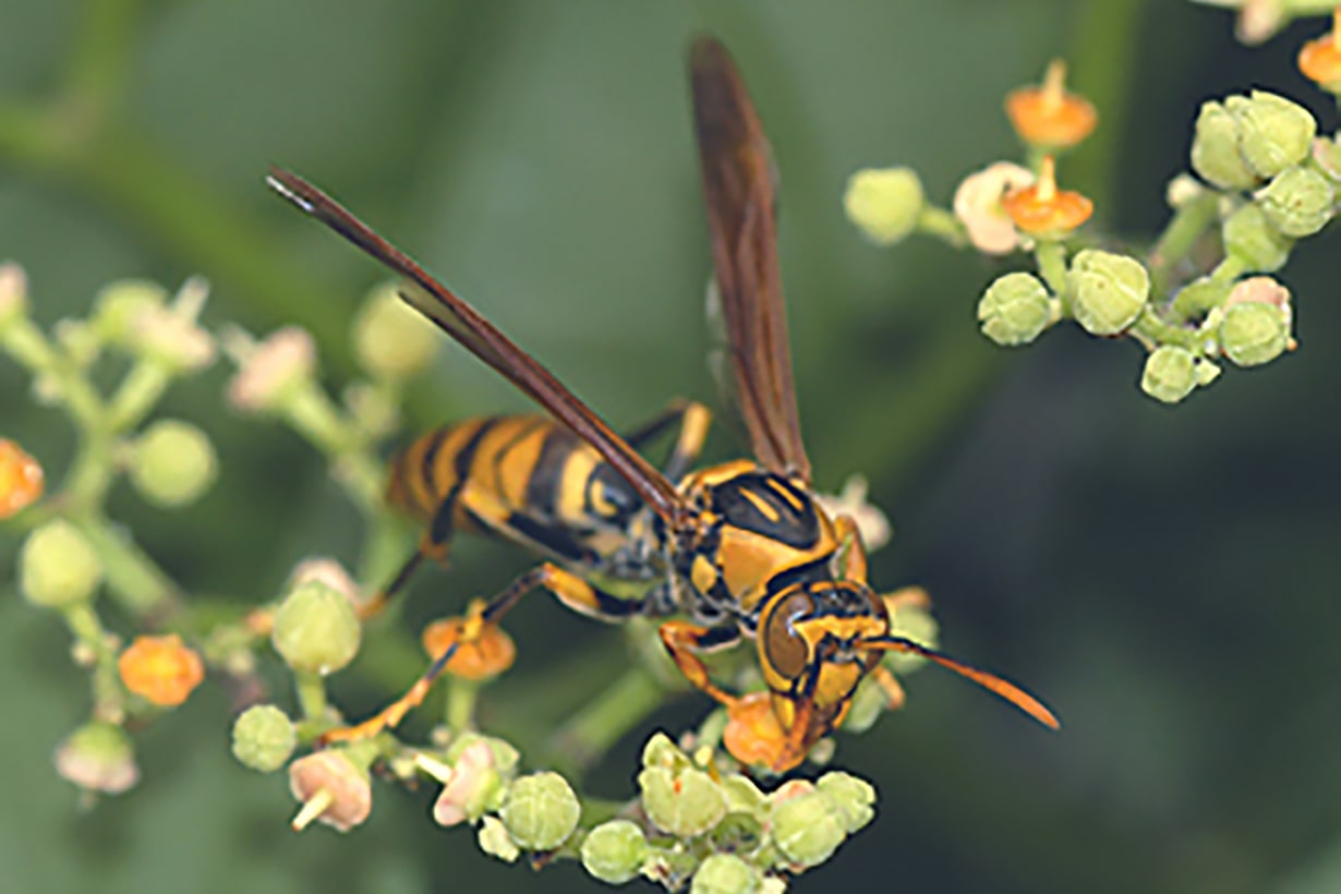 蜂の巣駆除は自分でできる？ 小さな巣を見つけたときの応急処置を専門