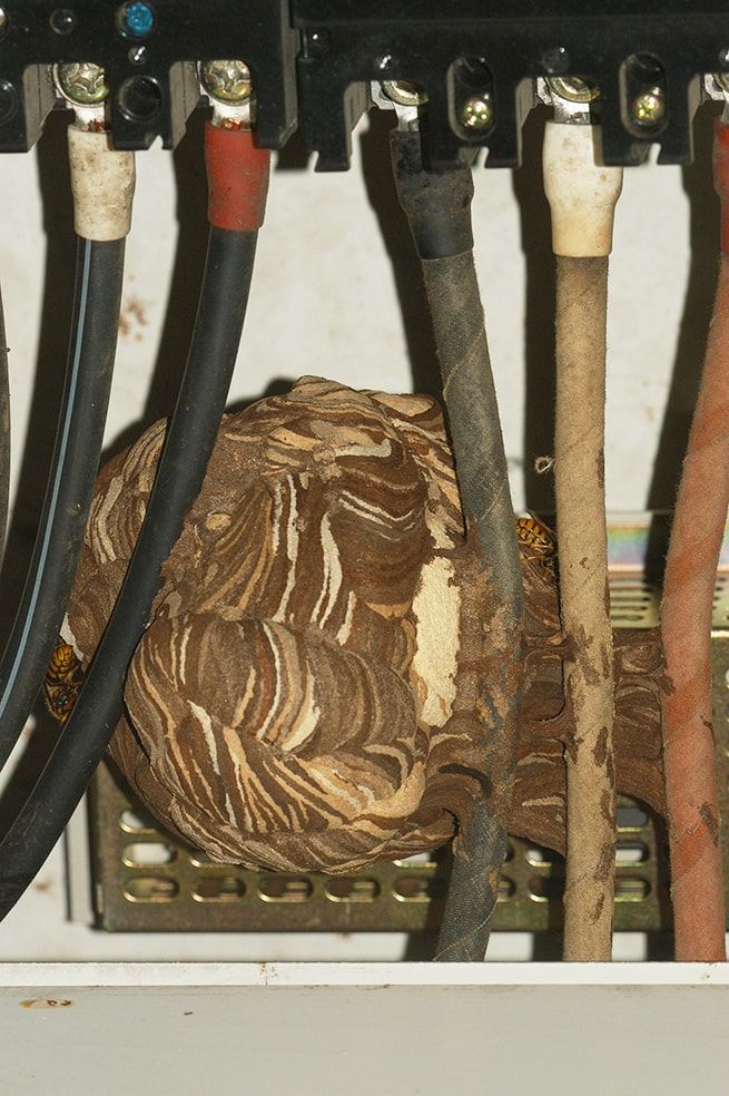 蜂の巣駆除は自分でできる？ 小さな巣を見つけたときの応急処置を専門