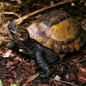 初心者でもできるハコガメの飼い方。飼育環境やお世話のコツを紹介