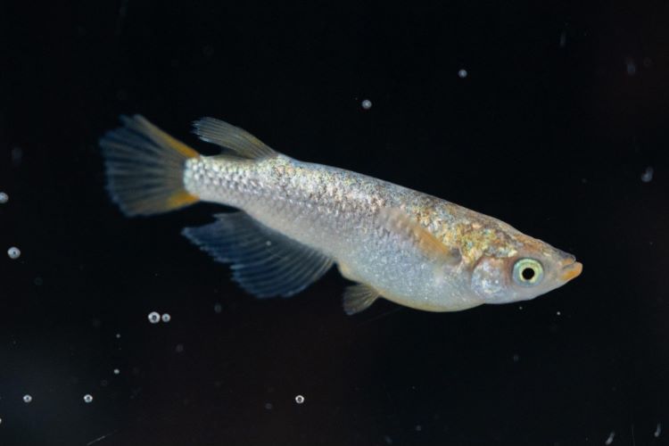 品種改良メダカとDIYの意外な共通点とは？ 珍しいメダカ10種類の写真も大公開