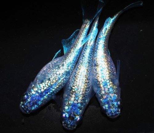 品種改良メダカとDIYの意外な共通点とは？ 珍しいメダカ10種類の写真も ...