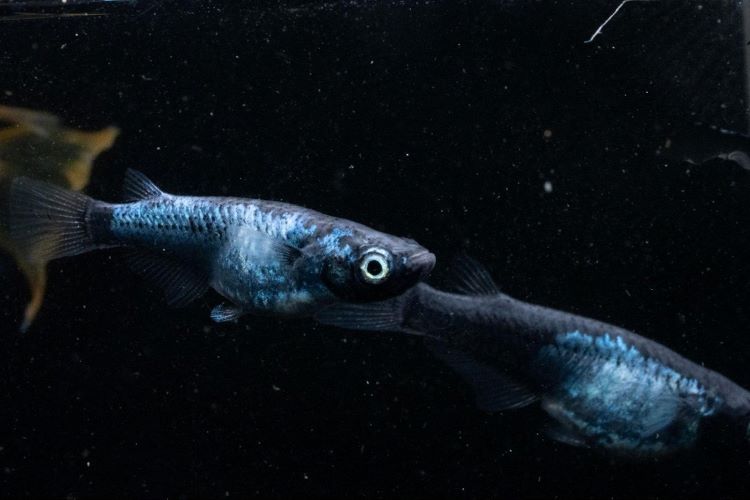 【泳ぐ宝石】青いメダカの魅力に迫る！ 人気品種20選と美しく育てる飼育のポイント