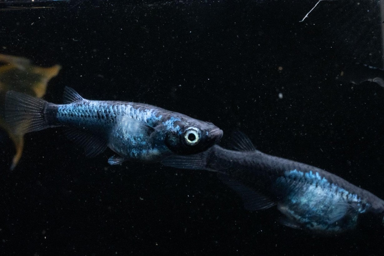 【泳ぐ宝石】青いメダカの魅力に迫る！ 人気品種20選と美しく育てる飼育のポイント