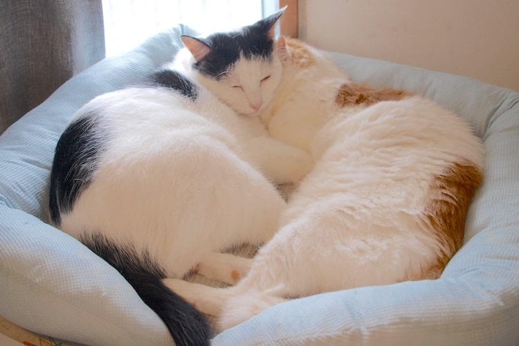 動物行動学に基づいたペットベッドを置いたら、愛猫がさらに寝てばっかりになった