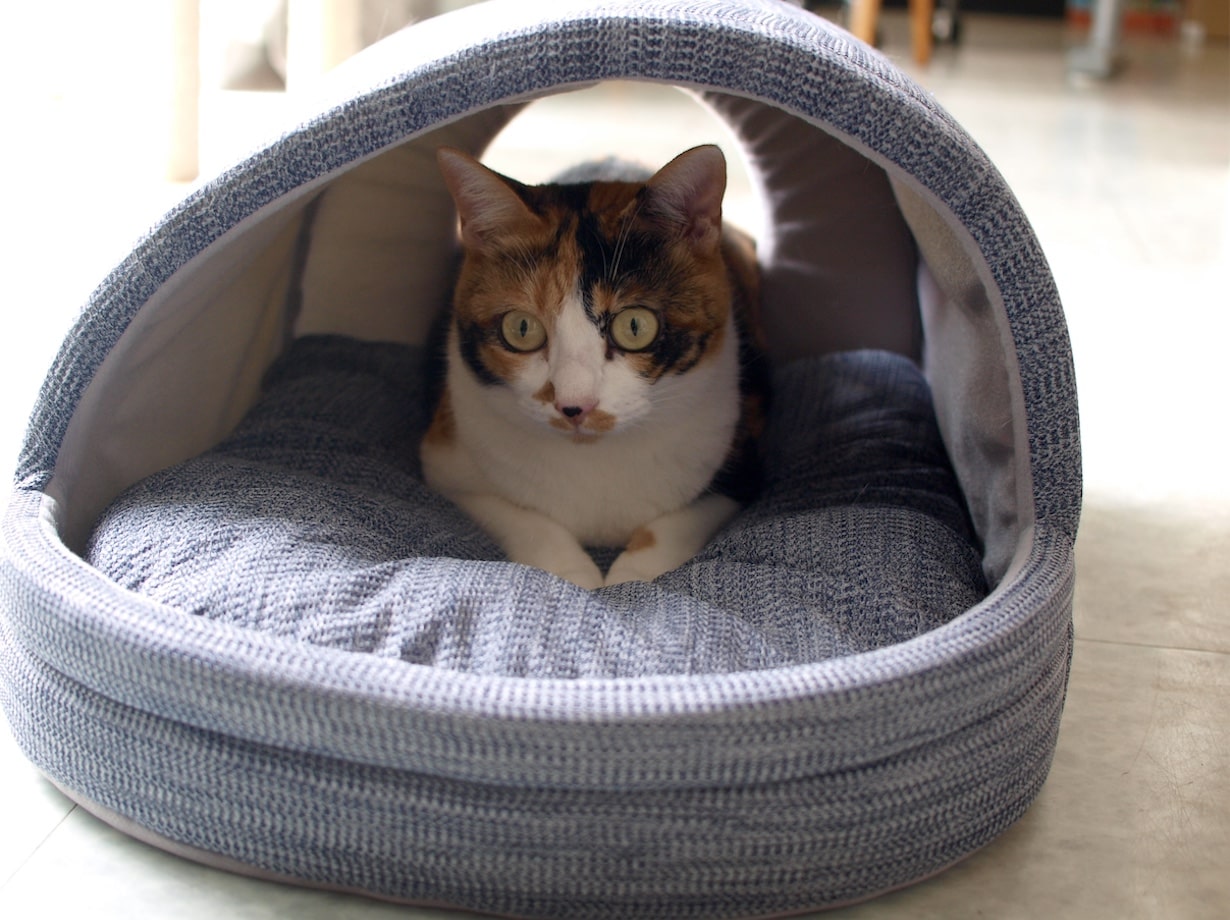 動物行動学に基づいたペットベッドを置いたら、愛猫がさらに寝て