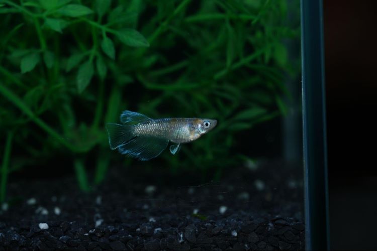 進化するメダカの世界。リアルロングフィンが拓く新たな飼育の楽しみ