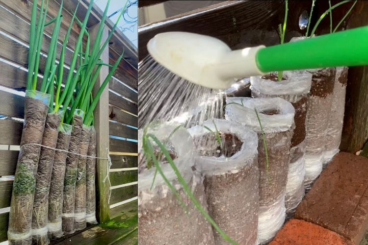 傘袋で始める驚異の家庭菜園