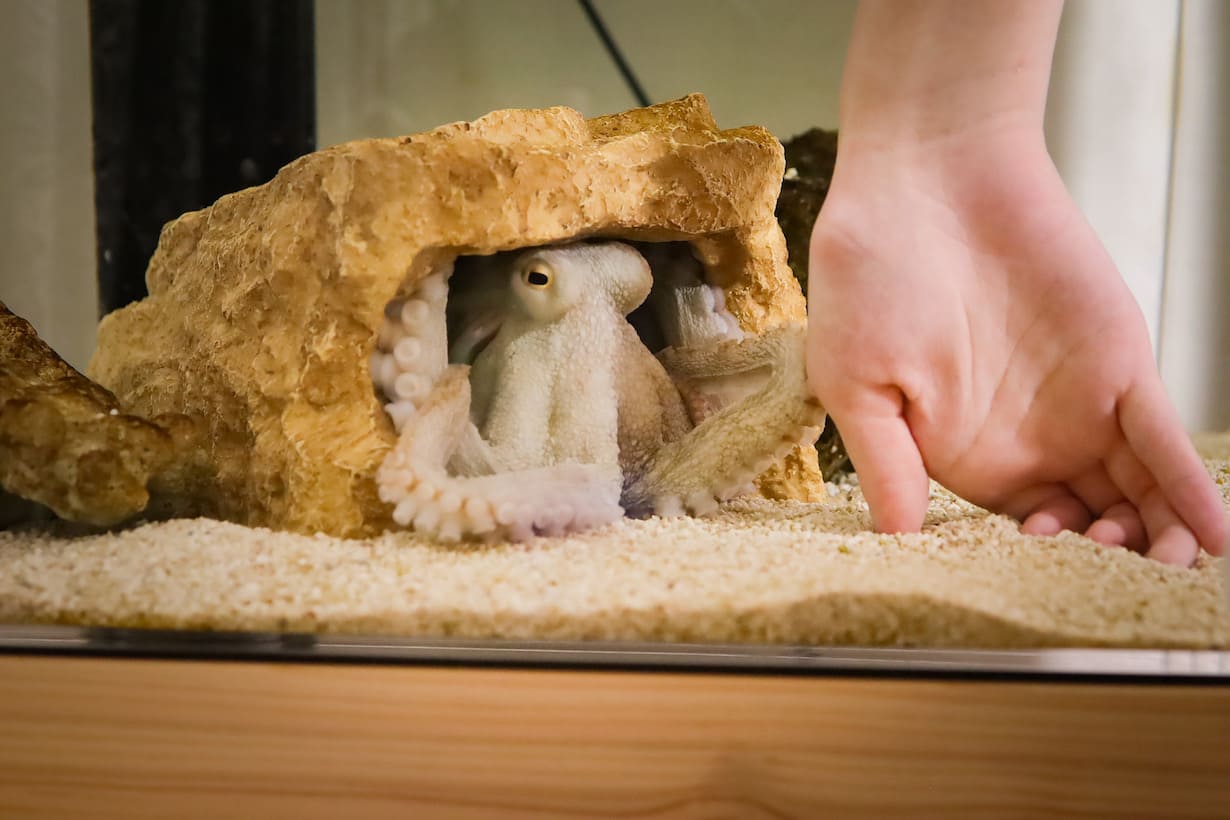 生存に関係の無い触れ合いもできる。こういった行為から信頼関係を感じることができる。