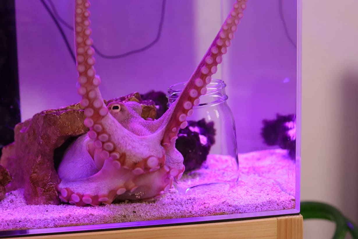 瓶開けに成功した際には、餌にがっつく前に褒めてほしがる