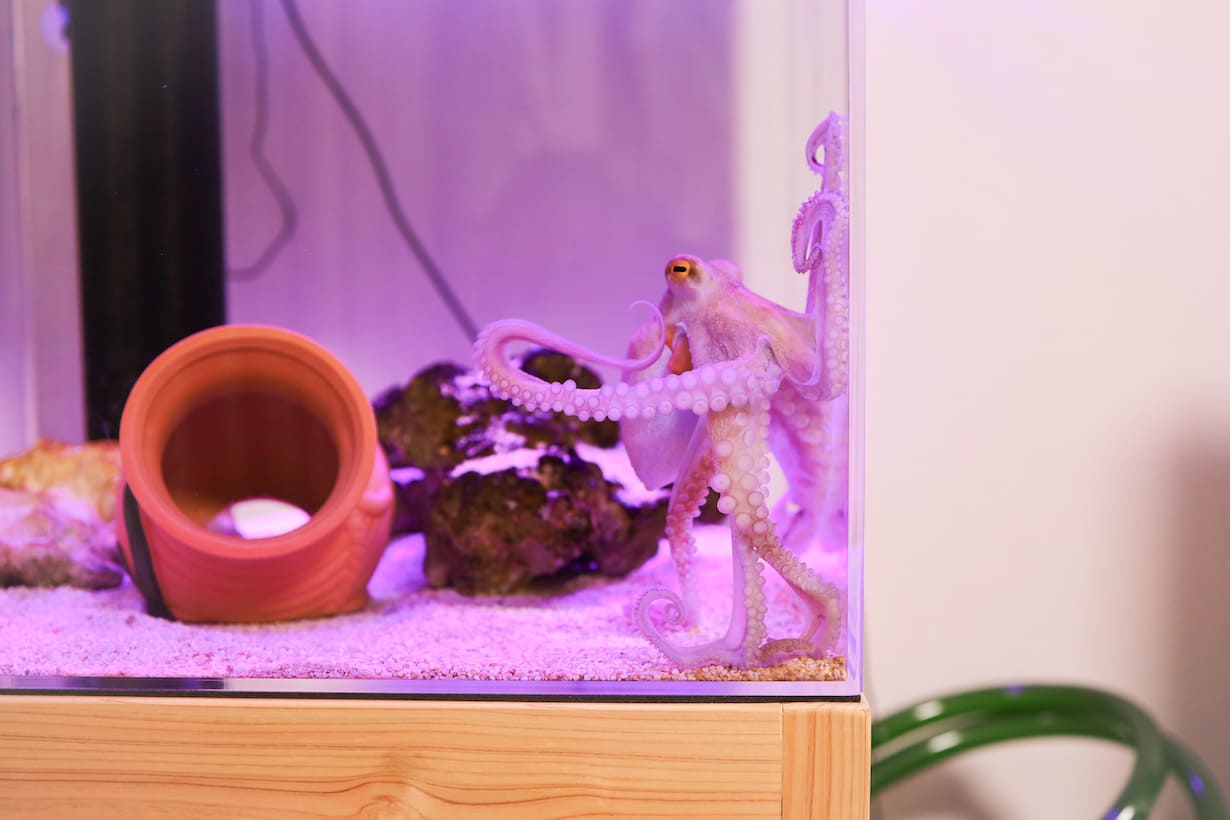 2024年3月末に筆者宅で飼育を開始したマダコのたくあん（名前）。お迎えした時は小さかった