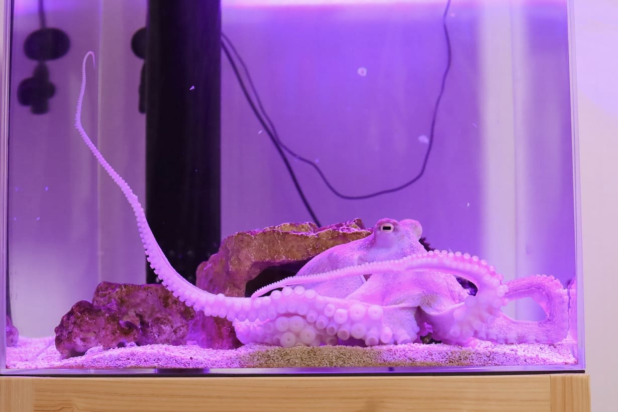 たくあんの2024年7月時の様子、サイズの違いにご注目頂きたい。環境を整えれば、約3ヶ月でこんなにも立派に成長する