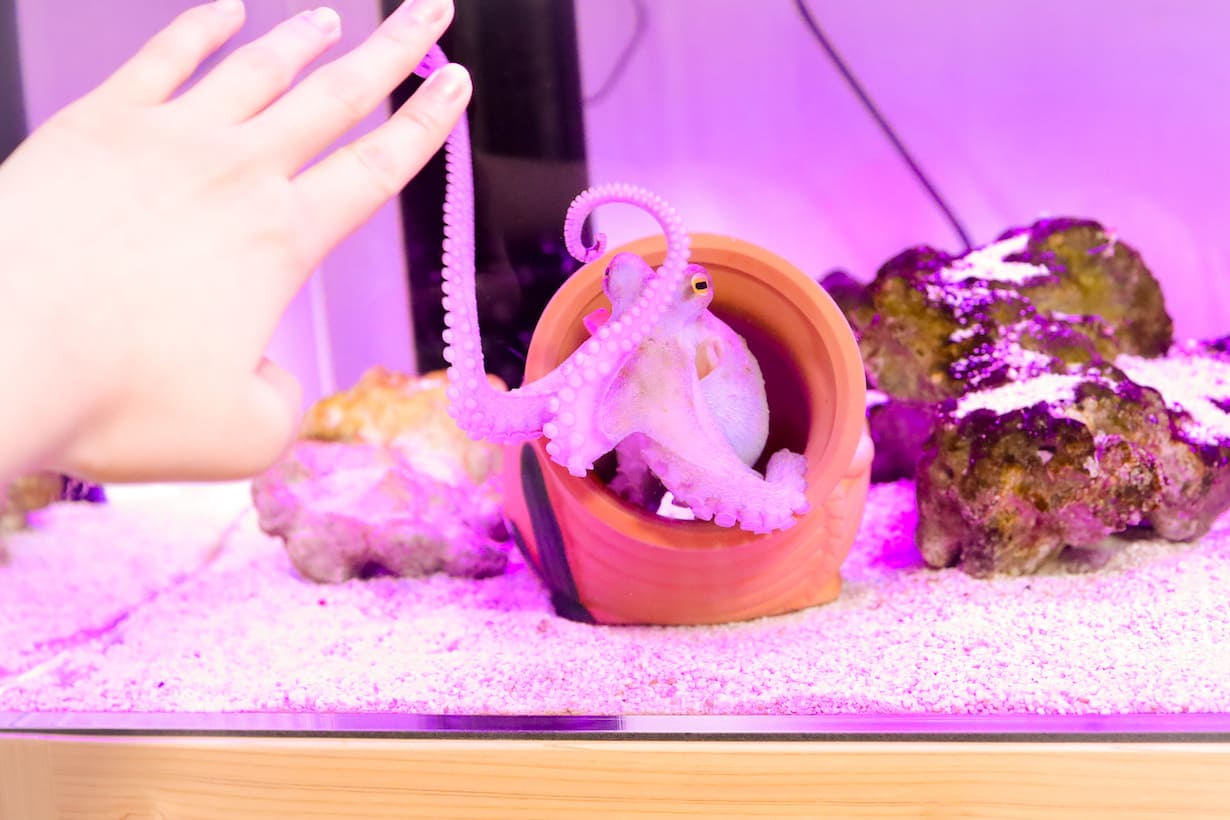 飼育者の特権、タコの本当の姿