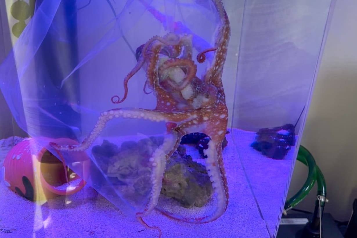 1cm四方ほどの正方形の穴から、60cm級のタコが脱出してしまうのである