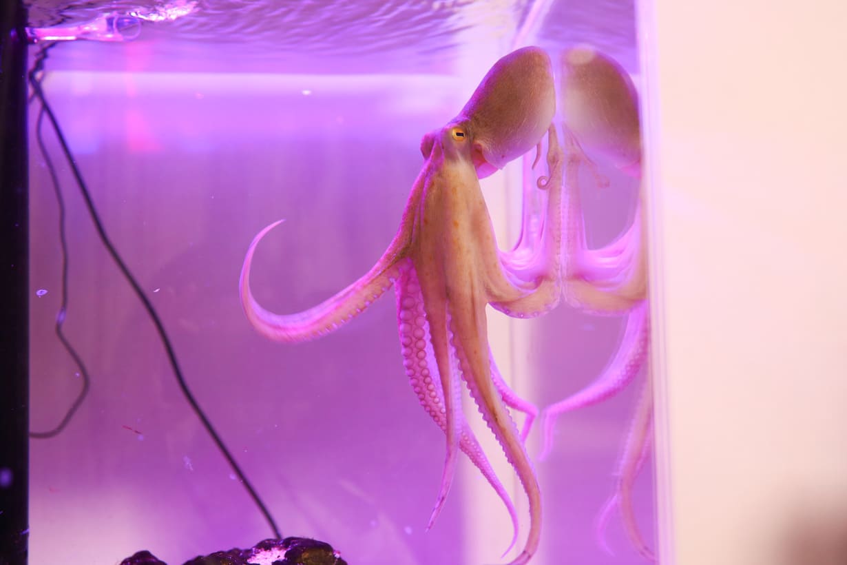 あらゆるところを動かして泳ぐタコ姿の可能性に際限はない