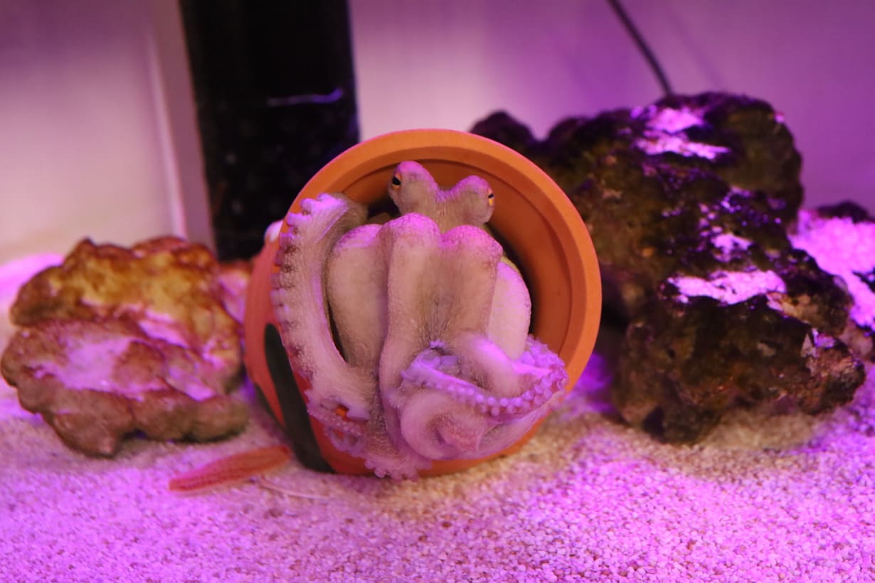 餌を頬張る姿も、餌の形によって変化する