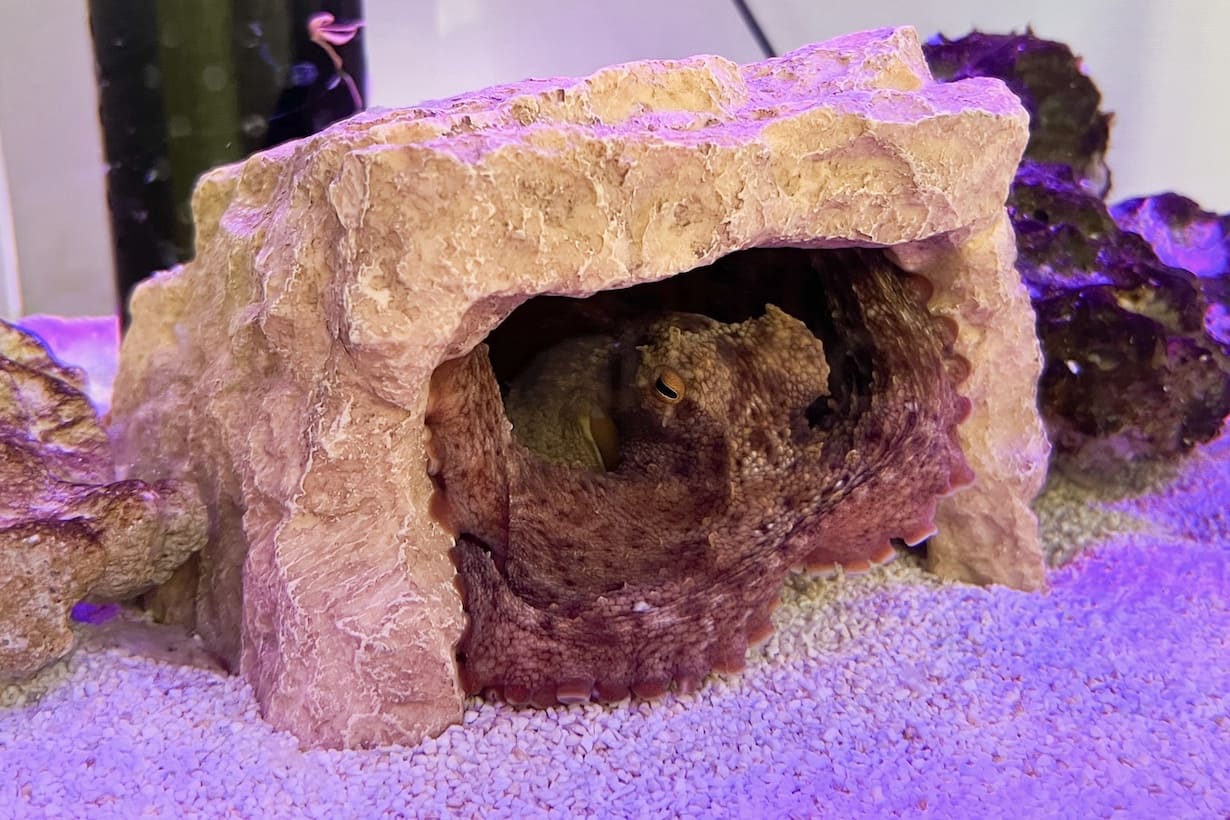 明らかな体色変化・表面の質感変化は飼育下でも観察できる