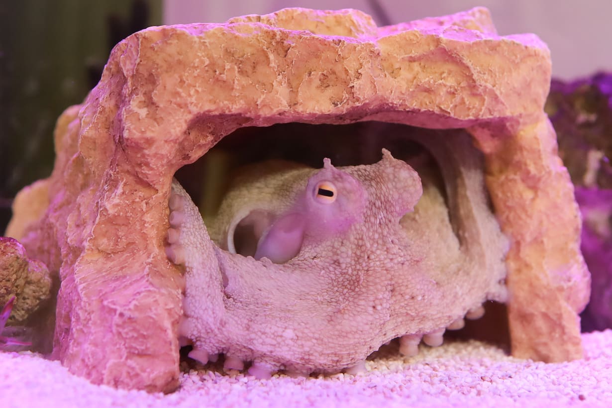 両目の上に突起を生やした姿。この行動にはどんな意味があるのだろうか？