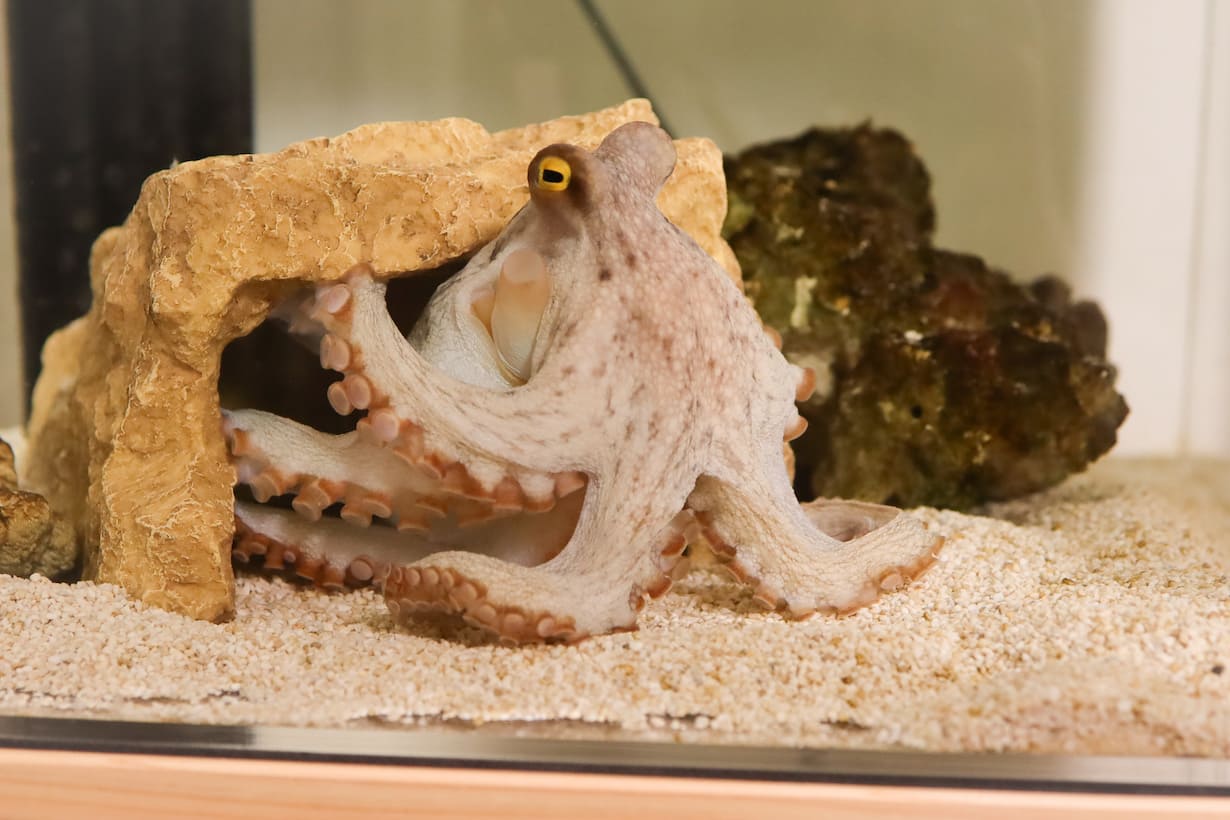 少なくともマダコは心が動いた時には目の周囲を黒くにじませる