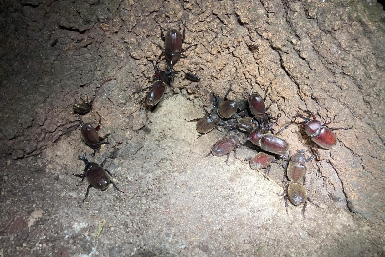 クワガタ採集は1年中楽しめる！？ カインズの昆虫オタク・矢吹が語る