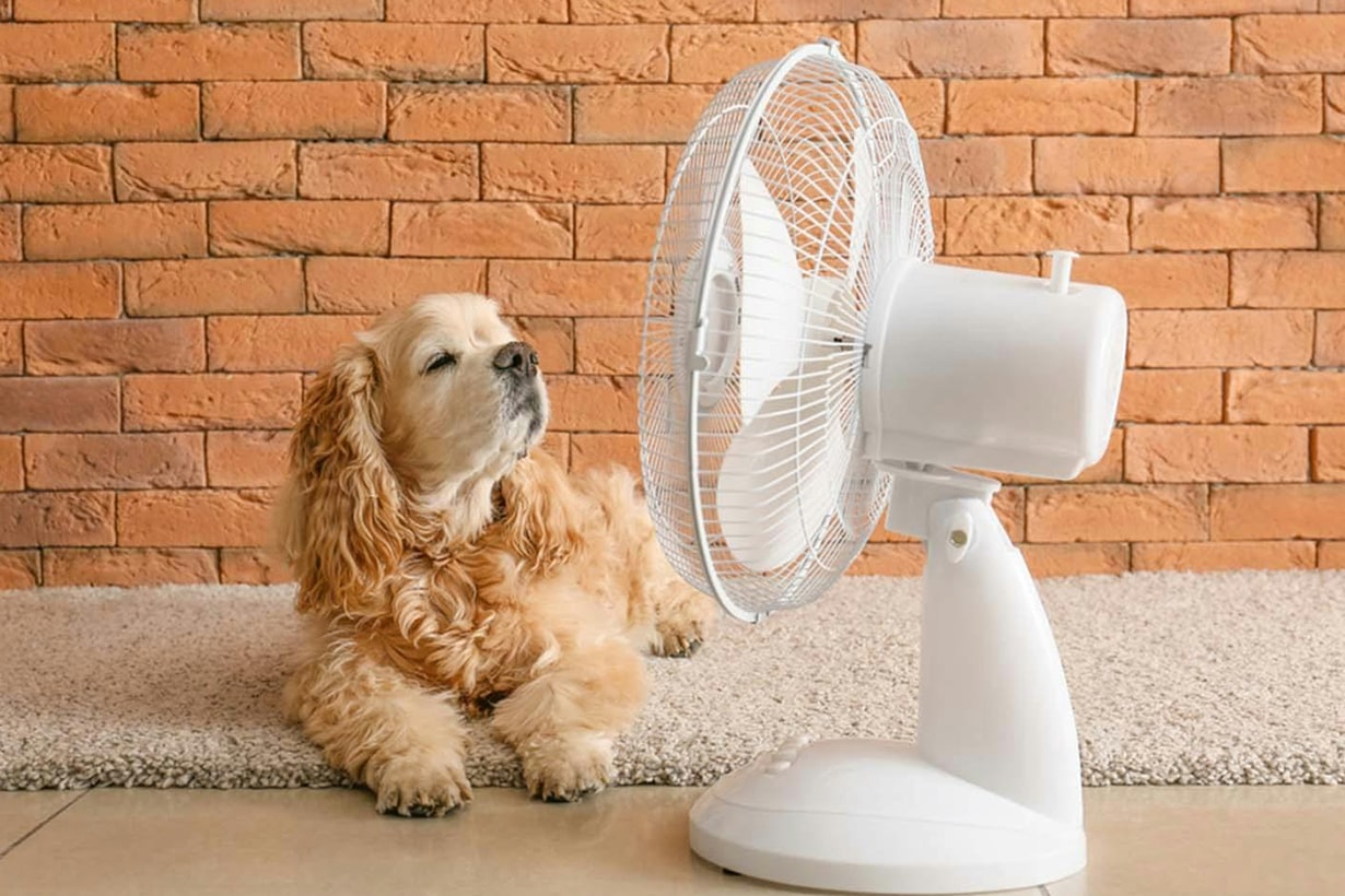 【獣医師監修】犬の暑さ対策と水分補給どうしたら良い？ 意外な落とし穴