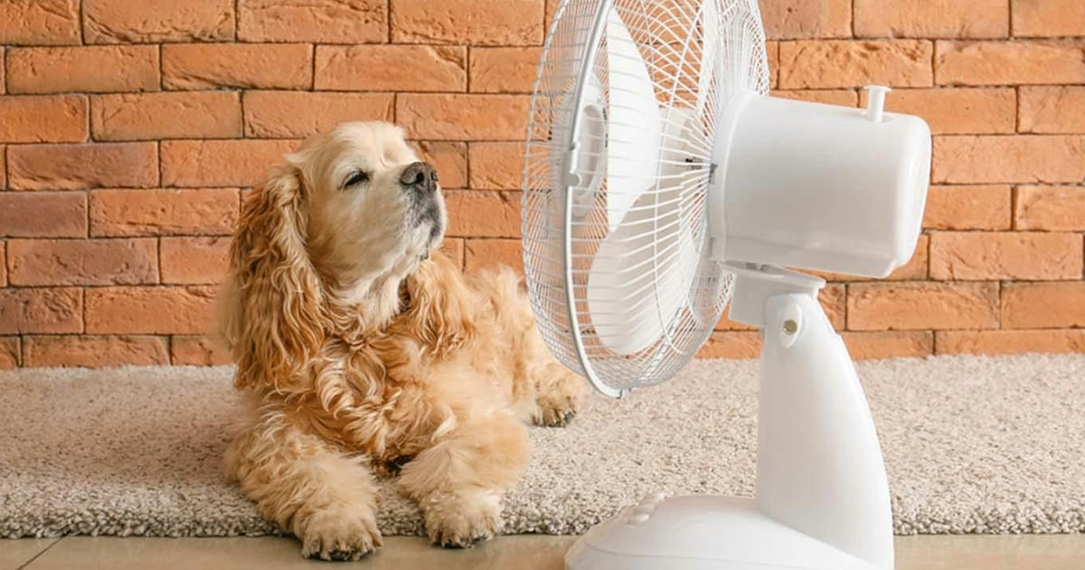 【獣医師監修】犬の暑さ対策と水分補給どうしたら良い？ 意外な落とし穴