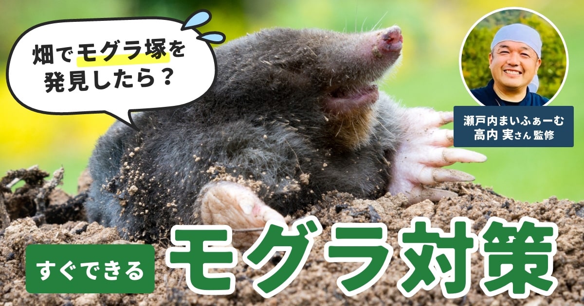モグラ退治をしてはいけない理由とは。専門家に聞く正しい対策 